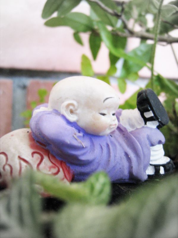 bonsai monk