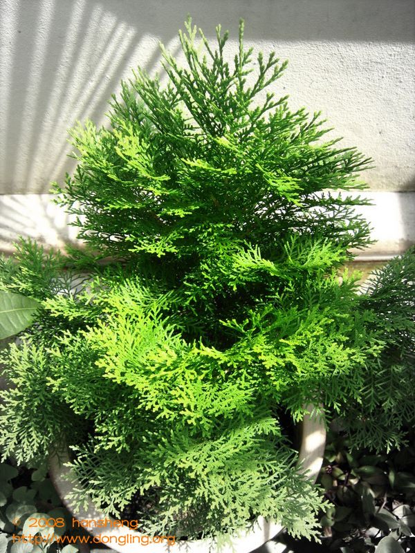 新年花