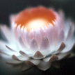 The Lotus